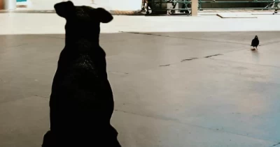 Alerta por brote de distemper en perros callejeros en Los Ángeles: llaman a reforzar vacunación