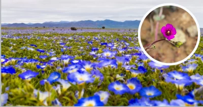 Desierto Florido podría repetirse con una intensidad no vista desde 1997