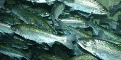 Indagan nuevo modus operandi para robar salmones en Calbuco: cortarían redes y avisarían por internet