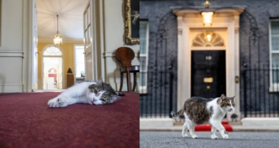 Larry, el último vestigio de estabilidad en Downing Street recibirá a su 7° Primer Ministro en 15 años