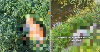Municipalidad de Olmué presentará querella por masivo envenamiento de perros