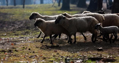 Pumas vuelven a preocupar en la precordillera del Bío Bío: agricultores en alerta por ataques a ovejas