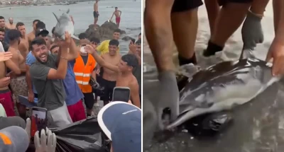 Video "repugnante" muestra a migrantes en Ceuta golpeando entre risas a cría de delfín: habría muerto