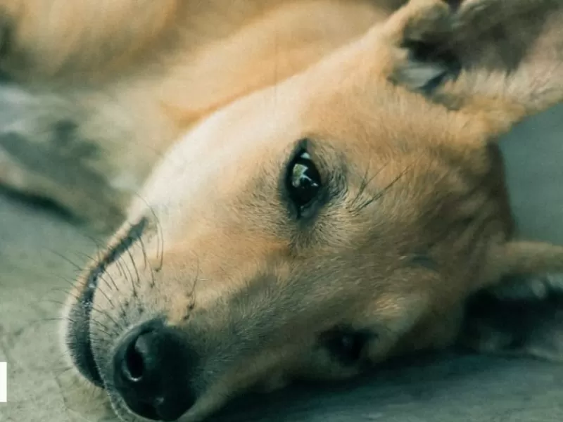Crisis epilépticas en perros: ¿Por qué se producen y cuáles son los síntomas?