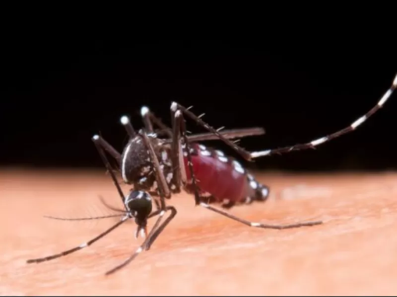 Se confirma la presencia del mosquito transmisor del dengue en la estación de autobuses de Los Andes