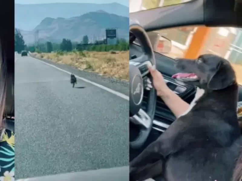 Usuaria de TikTok capta momento en el que perro corre tras auto que lo abandonó: canino busca hogar